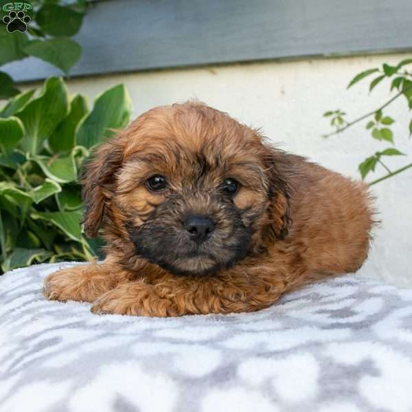 Cassie, Shih-Poo Puppy